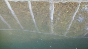 これは今年の5月、津久井湖に行ったときに撮影したモエビの写真。